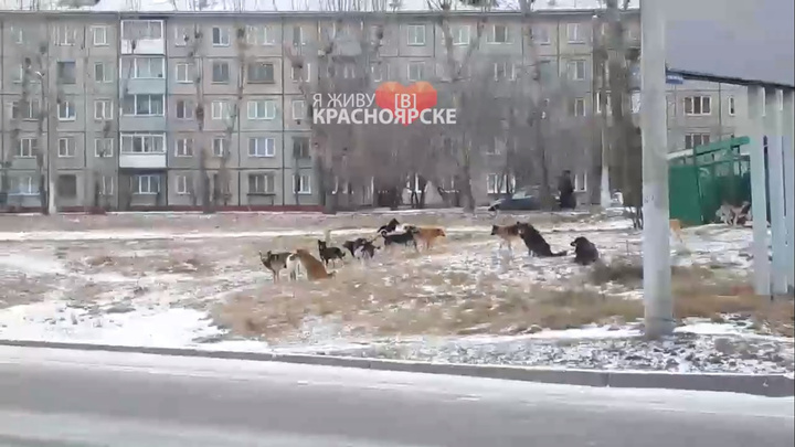 Дети из поселка Шинников ходят в школу через свору собак
