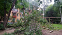 Рубить или нет: ураганы "раскололи" зелёный двор в центре Екатеринбурга на два лагеря