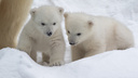 Новосибирский зоопарк предложил выбрать имена для белых медвежат