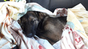 В Ярославской области две девушки и два полицейских спасли умирающую на дороге собаку