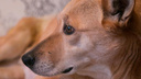 «Главное, что собаке лучше»: спасение бродяжки привело архангельских зоозащитников в суд