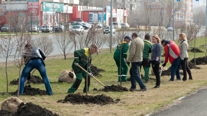 Челябинск включился в гонку за девять тысяч бесплатных деревьев для города