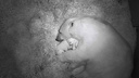 Больше мимимишек: белая медведица Герда родила двух детёнышей