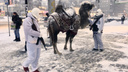 Люди с автоматами провели по центру Новосибирска верблюда в ковре