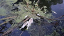 В одном из водоемов Башкирии массово гибнет рыба