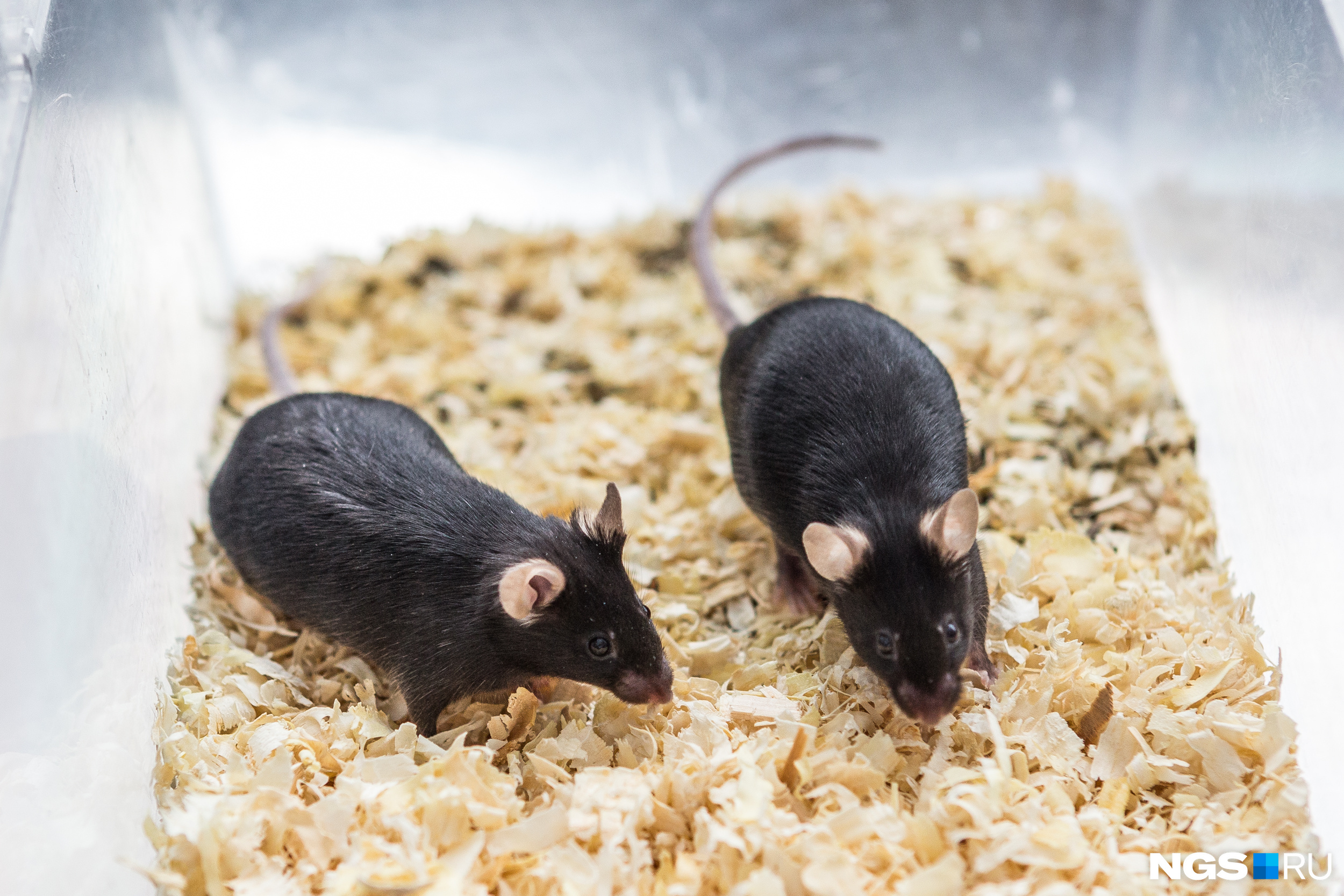 На чёрных мышах, как правило, изучают онкологические болезни. У этих блэков красивые округлые уши, как у Микки Мауса