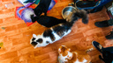 30 кошек и вонь: в Тюмени приставы забрали ребенка из квартиры мамы-кошатницы