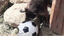 В ярославском зоопарке устроили звериный чемпионат по футболу