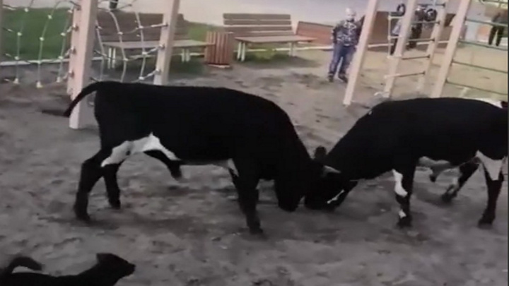 Двое быков устроили разборку в сквере Универсиады на глазах детей