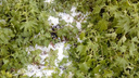 «Как будто град выпал»: Челябинскую область засыпало снежной крупой