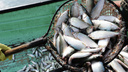 Пелядь пошла: в Новосибирской области собрали 600 тонн вкусной рыбы