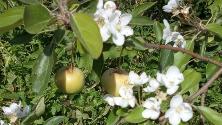 Из-за холодного лета на Урале аномалия: в августе зацвели яблони