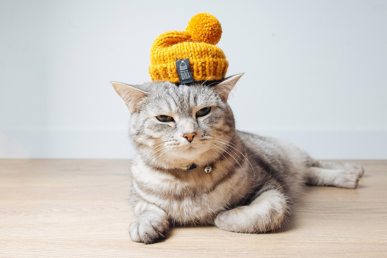 В продаже у омичей есть не только детские крошечные шапки, но и сувенирные шапки, такие, как на голове у этого кота