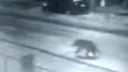 В Ярославской области по улицам города гуляет дикий медведь
