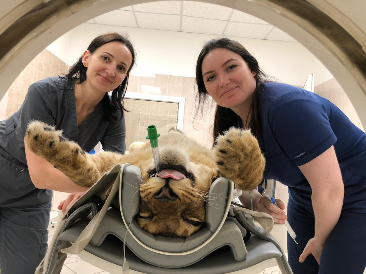 Чтобы обследовать львицу, врачам пришлось сделать ей анестезию