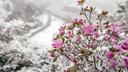 На Алтае под снегом зацвели розовые цветы — фотографы из Новосибирска запечатлели эту красоту