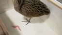 Сибирячка нашла пятнистую птицу, которая не любит выходить к людям
