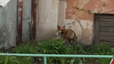 Новосибирцы нашли в Ленинском районе капкан с собакой. Она сбежала с оторванной лапой
