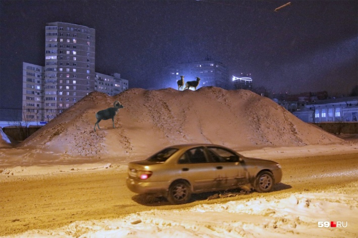 Эту снежную кучу наш фотограф приметил неподалеку от стадиона «Динамо». А дизайнер предположила, что на фото не хватает только горных коз