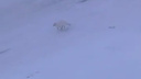 Видео: норильчане так привыкли к соседству песцов, что перестали обращать на них внимание
