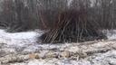 «Ведут себя по-хамски»: челябинцев встревожила большая вырубка деревьев на Северо-Западе