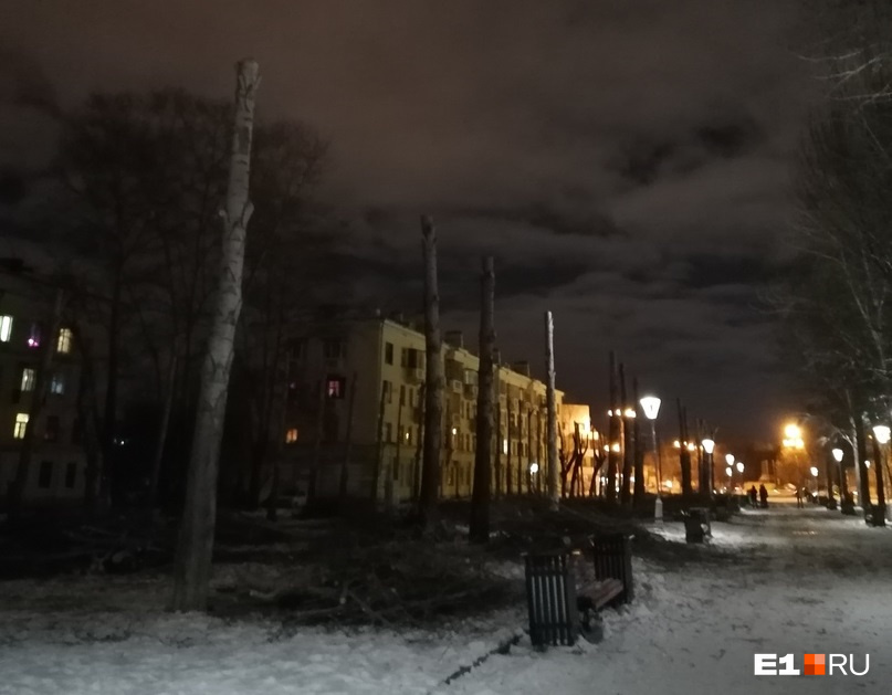 Ветки валяются у обрубленных деревьев Ветки валяются у обрубленных деревьев