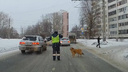 В Челябинске инспектор ГИБДД остановил машины, чтобы перевести через улицу хромую собачку