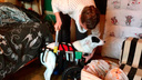 Новосибирцы купили двухлапой собаке Монике коляску с огромными колёсами
