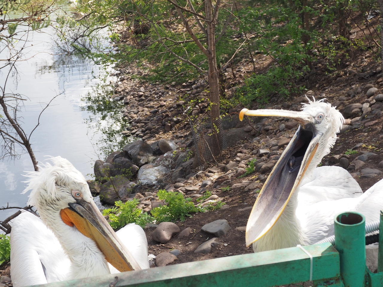 Пеликаны считаются теплолюбивыми птицами