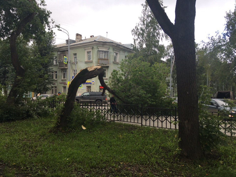 Покосившееся дерево в Мотовилихе Покосившееся дерево в Мотовилихе