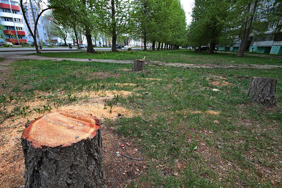 Деревья без разрешений вырубают и в городах, и в лесах Южного Урала 