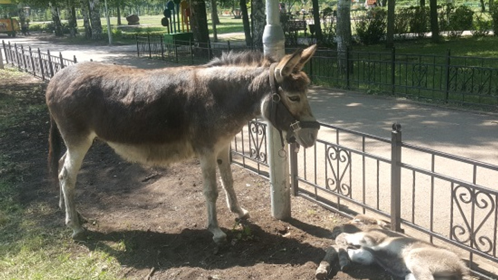 Плюшевый Тимоша: в одном из городских парков Башкирии появился новый обитатель