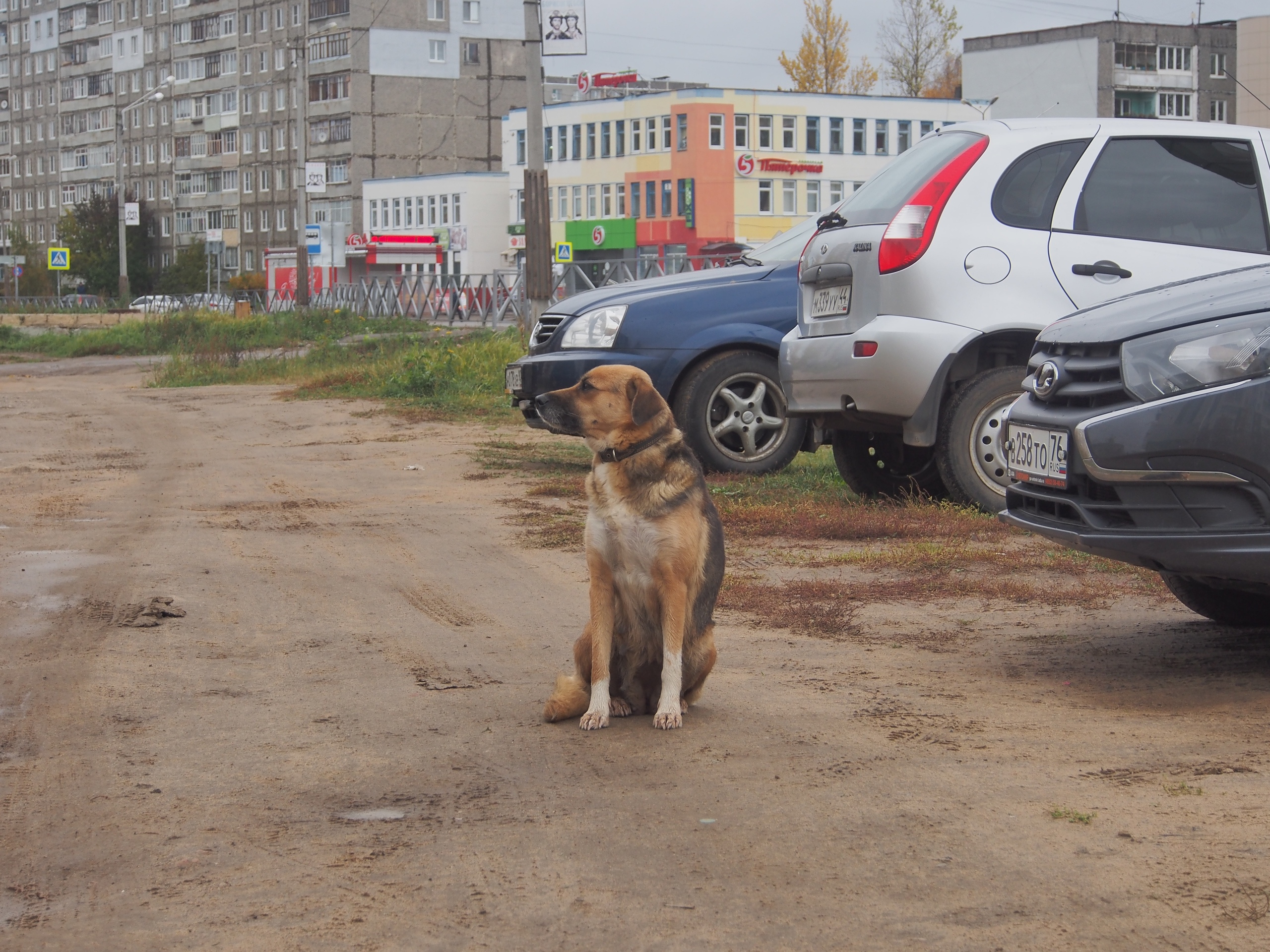 Хатико новая усмань. Рада собака из Тутаева. Собака ждет возле машины.