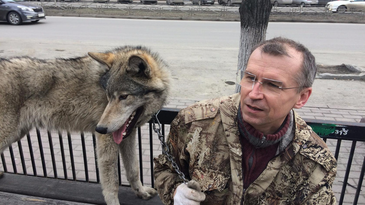 Челябинка, чей сын пострадал от нападения волка в парке Гагарина, подала в суд на хозяина