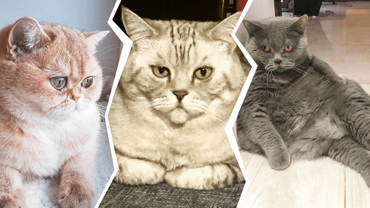 Я/мы толстый кот: 10 нижегородских мурлык, которых тоже могли бы не пустить в самолёт