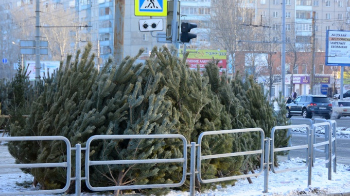 В Челябинске станет меньше ёлочных базаров. Когда и сколько в этом году откроют точек продажи