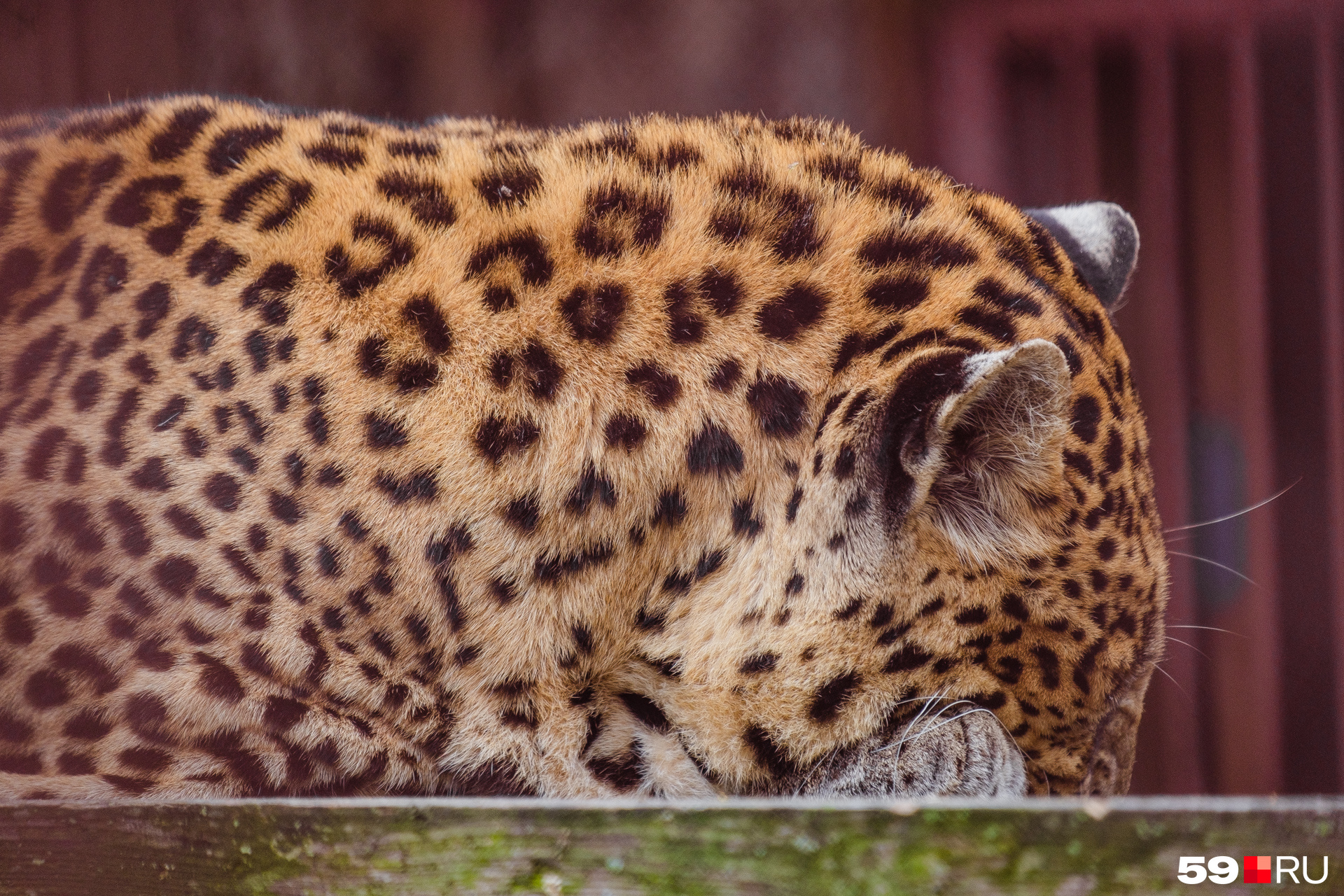 Леопард дремлет даже днем 