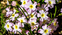 «Примула — твой любимый цветок». 13 самых весенних фотографий с улиц Нижнего Новгорода