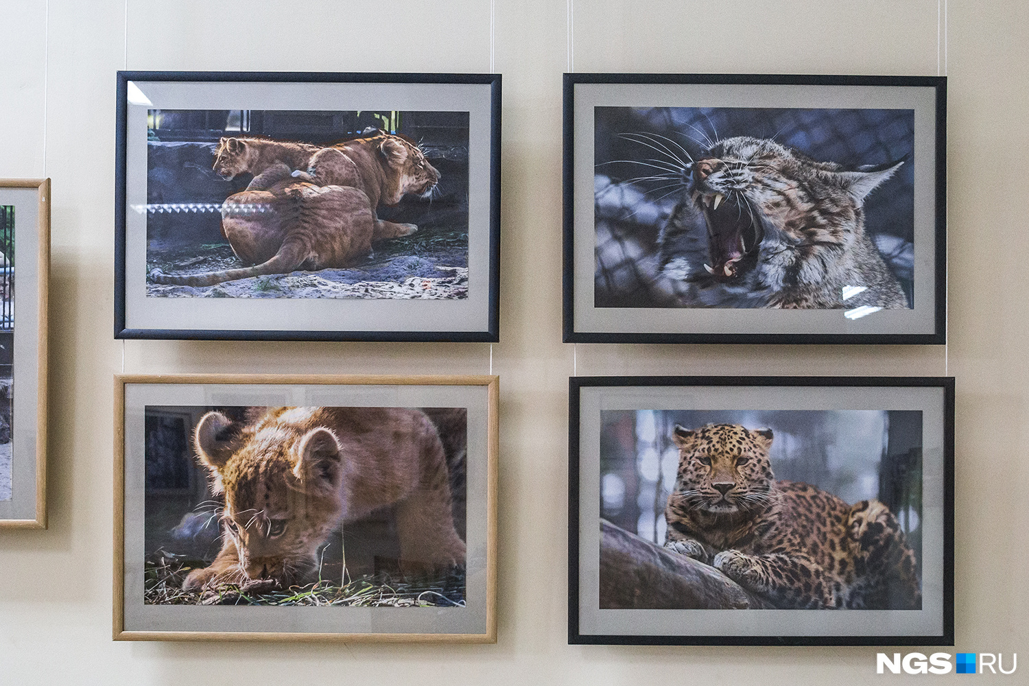 Игорь Шадрин фотографирует не только представителей семейства кошачьих, но и других животных