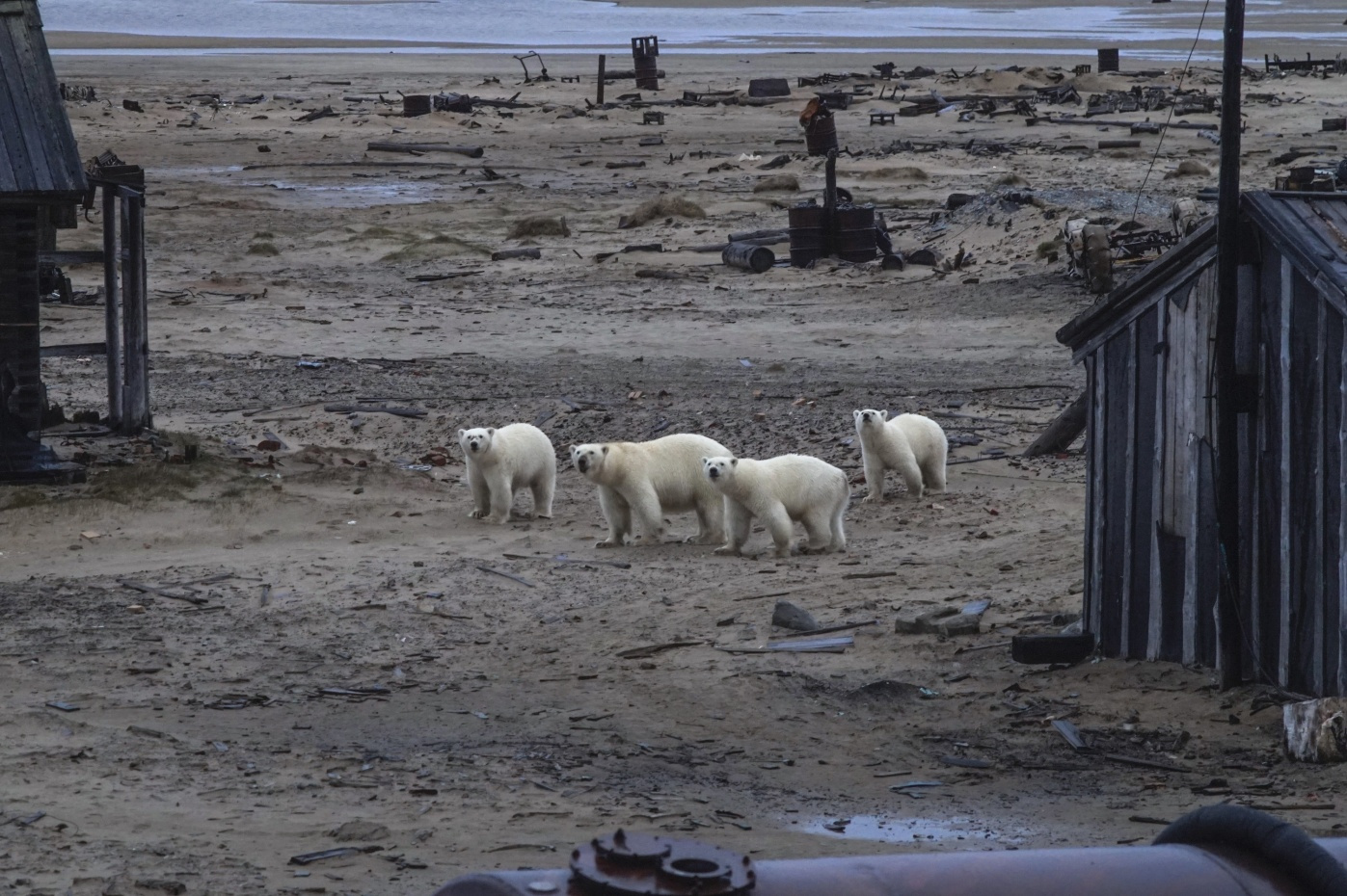 На острове Вилькицкого к лагерю волонтёров регулярно приходило целое семейство медведей