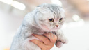 Пушистые выходные на 74.ru: в Челябинске проходит выставка кошек