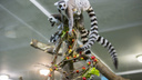 Лемуров в Новосибирском зоопарке накормили на публику — показываем милое видео