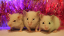 Каких необычных крыс и мышей продают новосибирцы перед Новым годом (есть даже сфинксы-пуховички)