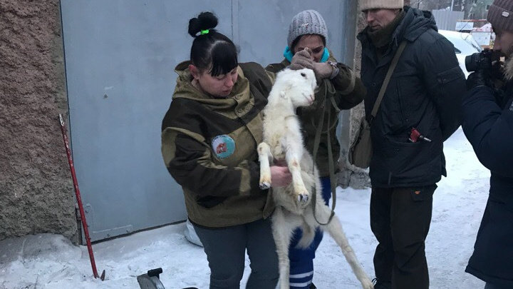 В Ревде МЧС вместе с полицейскими и зоозащитниками спасли коз, которых держали взаперти