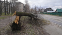 Предупреждение от МЧС: на Ярославль обрушится лютый ветер