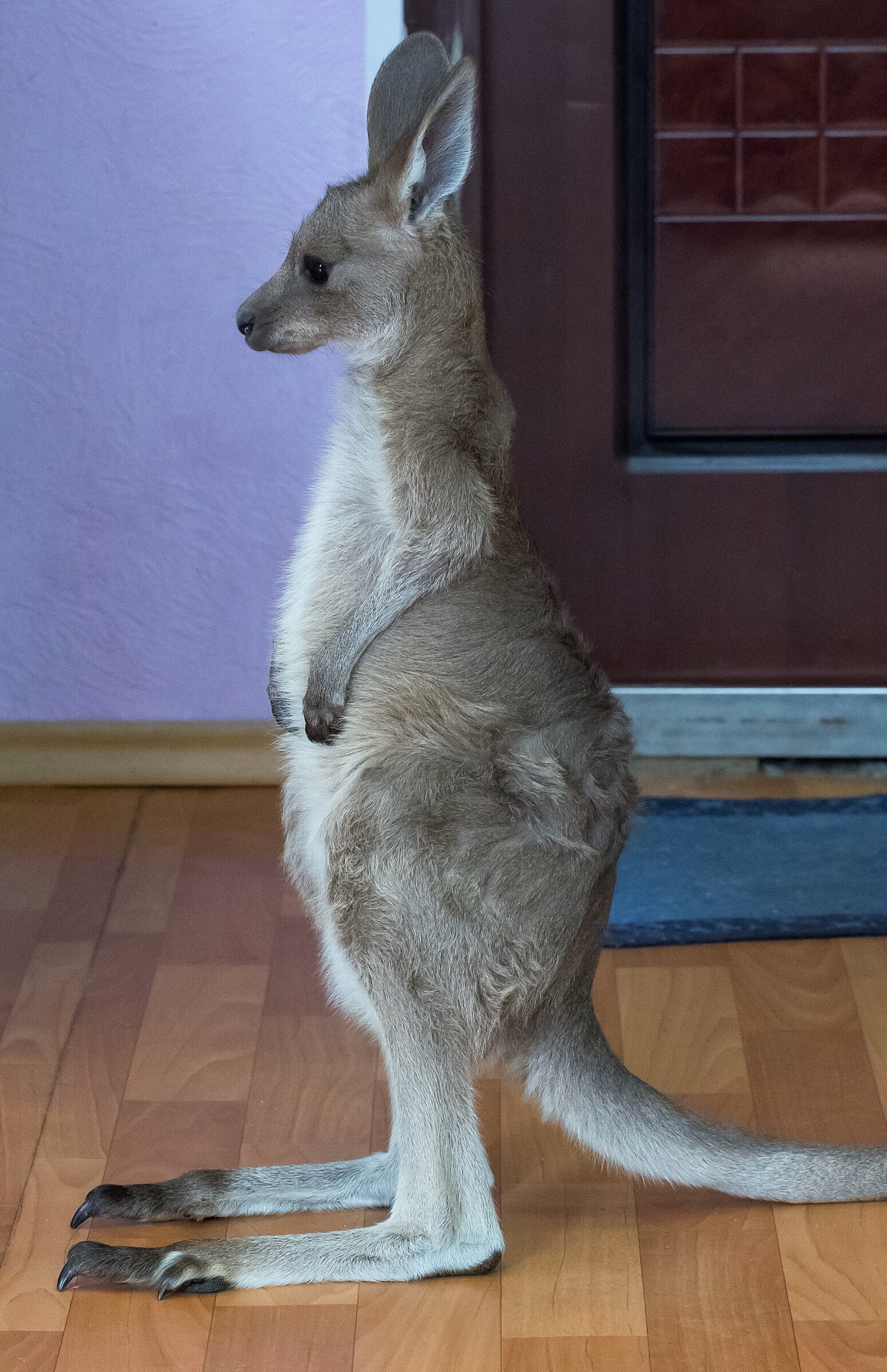Мать отказалась пускать кенгурёнка в сумку, когда он ещё не стал самостоятельным