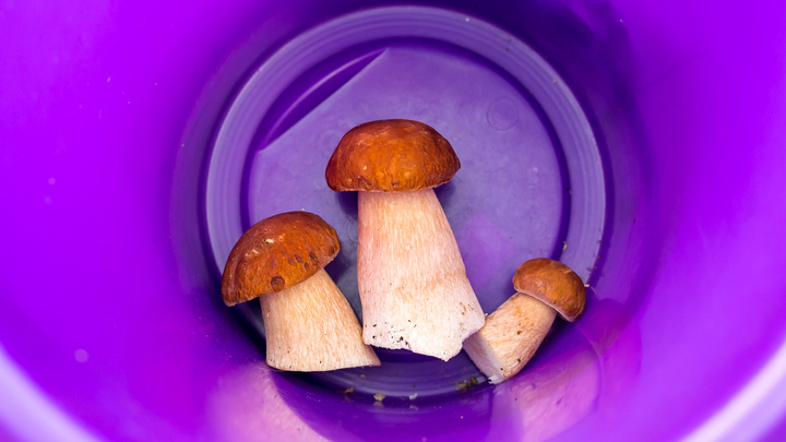 Эксперимент: купленные на рынке грибы проверили на радиоактивные вещества. Какие из них можно есть?