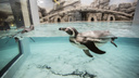 Восьмой пришёл: в новосибирском зоопарке стало на одного пингвина больше