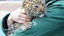 В Самарском зоопарке у леопардов Хана и Фелиции родились котята
