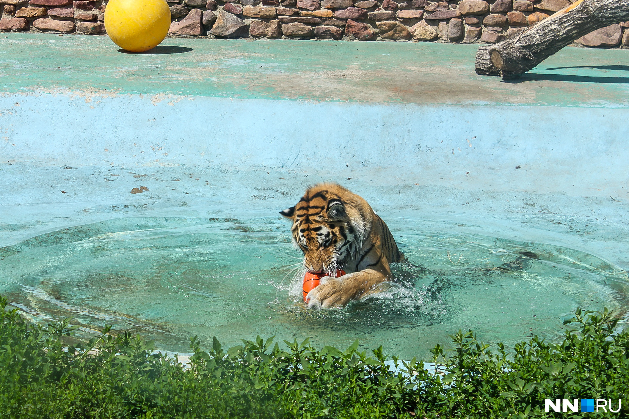 Еще одним подарком для Амуры стали мячи, которые тут же привлекли внимание тигров и стали объектами для нападения<br><br>
